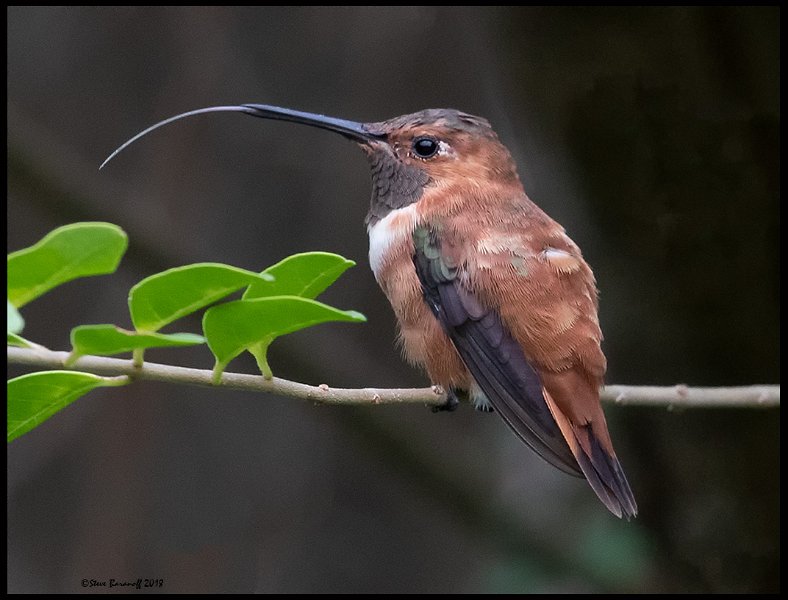 _8SB8518 rufous hummingbird.jpg